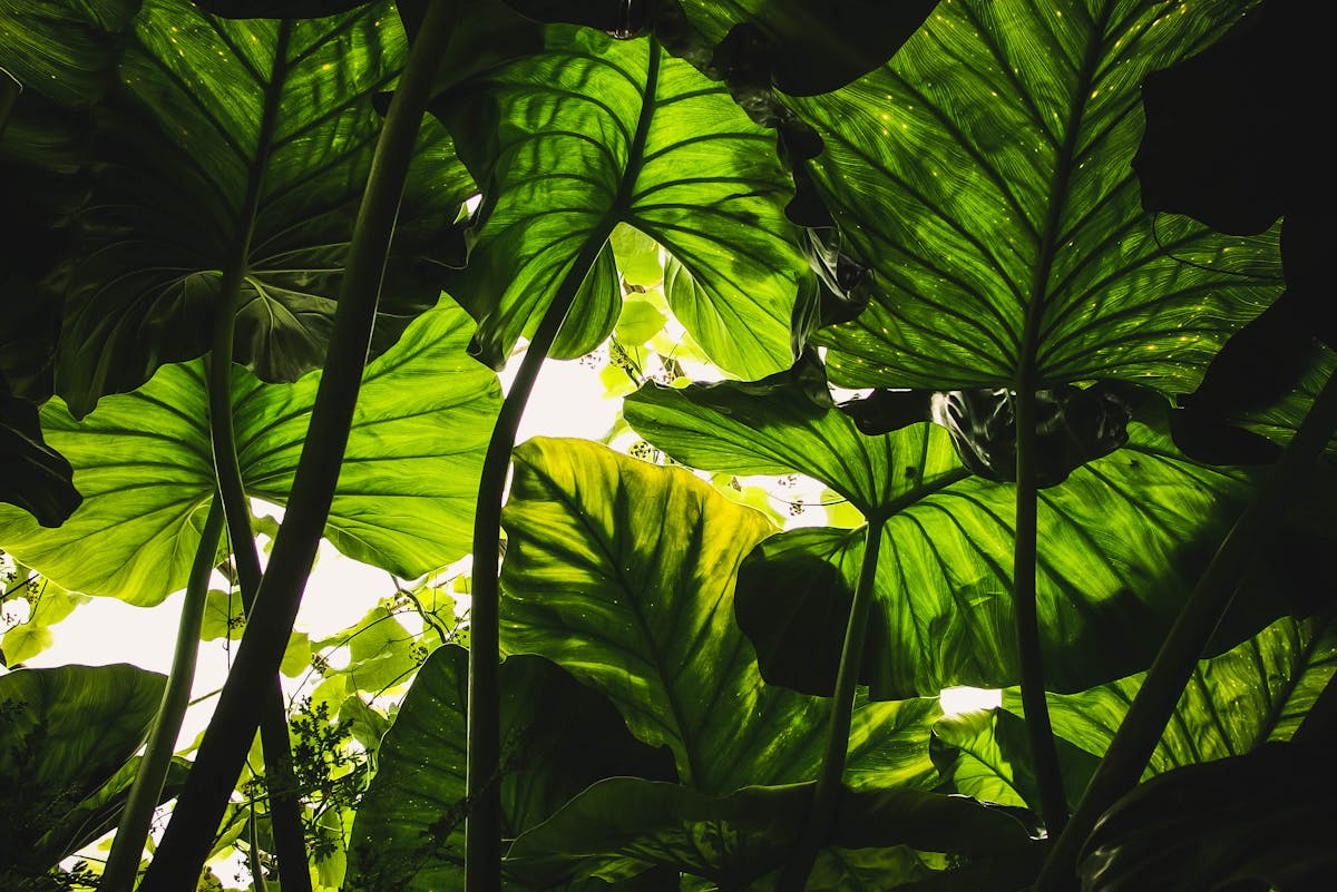 Warum ist die Bodenanalyse vor der Pflanzung im Garten sinnvoll